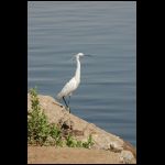 segypt_3311.jpg