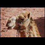 jordanie_882.jpg