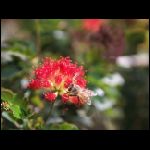 martinique_223.jpg