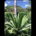 martinique_224.jpg