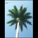 martinique_225.jpg