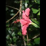 martinique_226.jpg