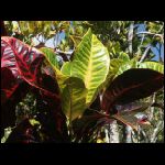 martinique_227.jpg