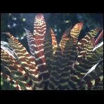 martinique_228.jpg