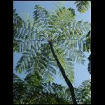martinique_230.jpg