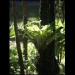 martinique_231.jpg