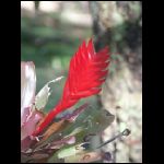 martinique_233.jpg