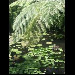martinique_235.jpg