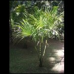 martinique_239.jpg
