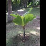 martinique_240.jpg