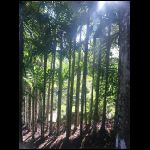 martinique_243.jpg