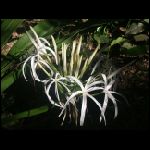 martinique_258.jpg