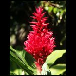 martinique_263.jpg