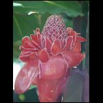 martinique_264.jpg
