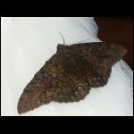 martinique_270.jpg