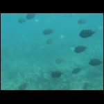 martinique_315.jpg