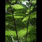 martinique_202.jpg