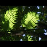 martinique_203.jpg