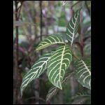 martinique_206.jpg