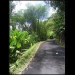 martinique_209.jpg