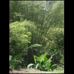martinique_211.jpg